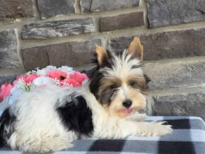 Photo of Buddie