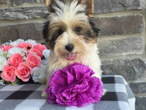 Photo of Buddie