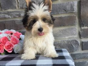 Photo of Buddie