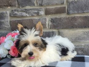 Photo of Buddie