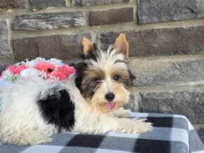Photo of Buddie