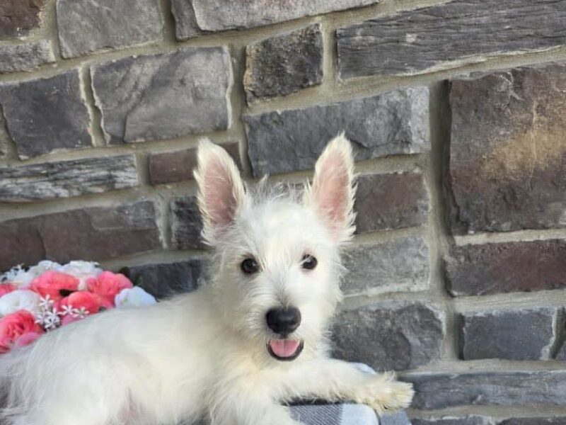 Scott, a Highland Terriers puppy at Hickory Lane Puppy in Indiana.
