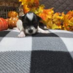 Bella