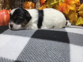 Bella at Hickory Lane Puppy