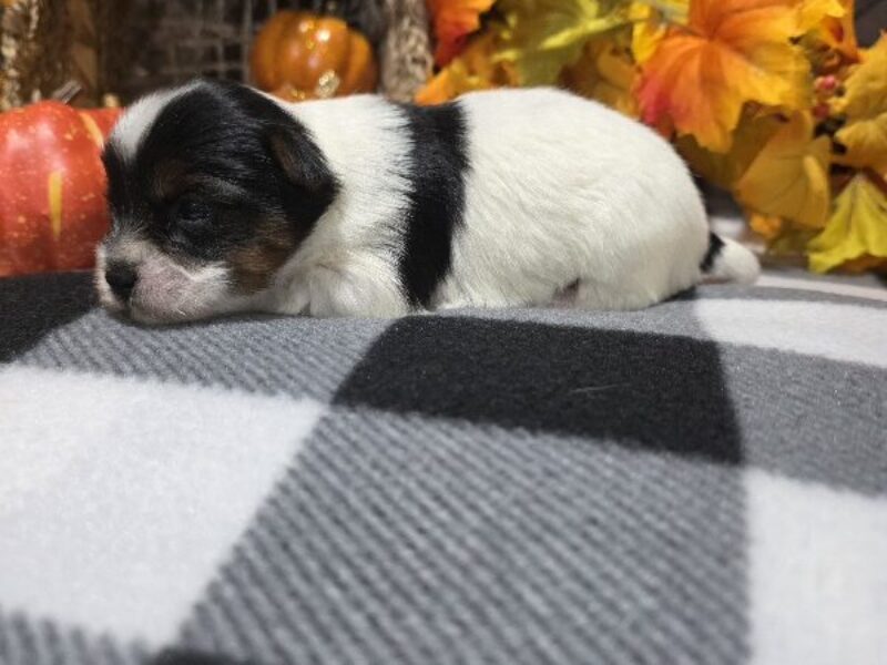 Bella, a black & white Biewer Terriers puppy in Indiana.