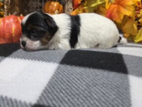 Bella at Hickory Lane Puppy