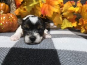 Bella at Hickory Lane Puppy