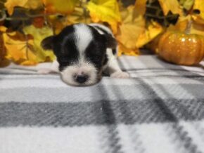 Bentley at Hickory Lane Puppy