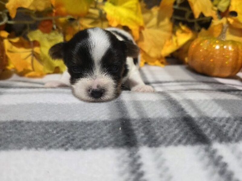 Bentley, a black & white Biewer Terriers puppy in Indiana.