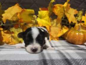 Bentley at Hickory Lane Puppy