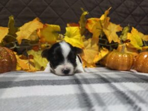 Bentley at Hickory Lane Puppy