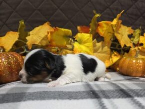 Bentley at Hickory Lane Puppy