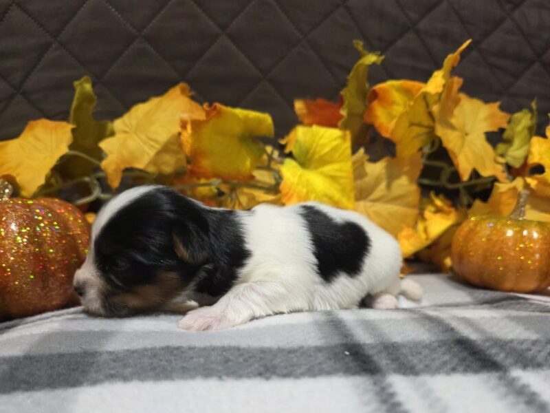 Bentley, a black & white Biewer Terriers puppy in Indiana.