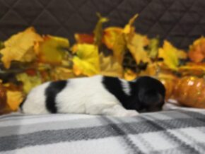 Bentley at Hickory Lane Puppy