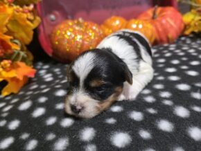 Charlie at Hickory Lane Puppy