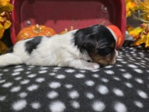 Charlie at Hickory Lane Puppy