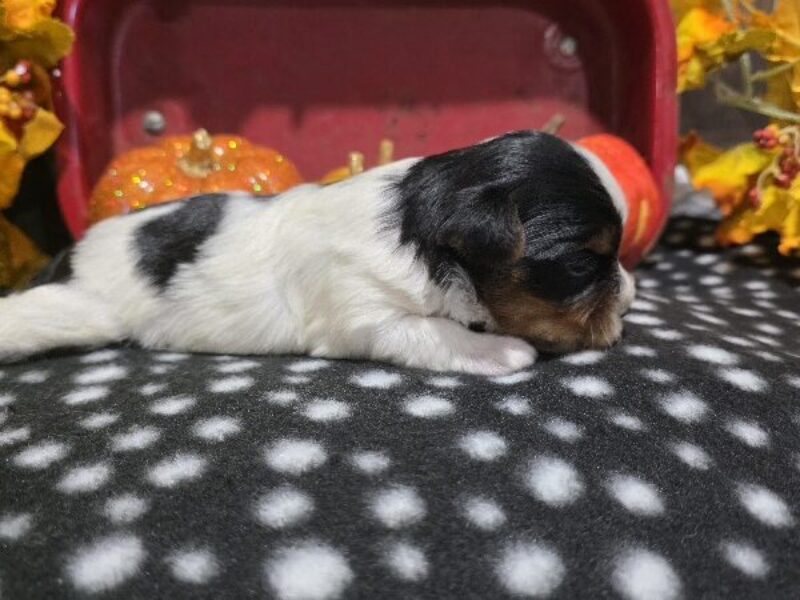 Charlie, a black & white Biewer Terriers puppy in Indiana.