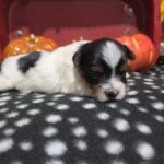 Charlie