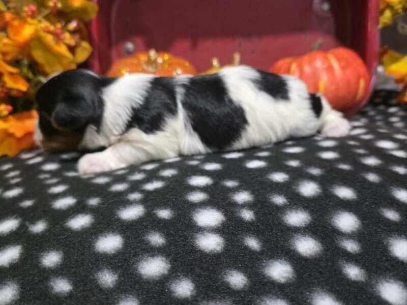 Charlie, a black & white Biewer Terriers puppy in Indiana.