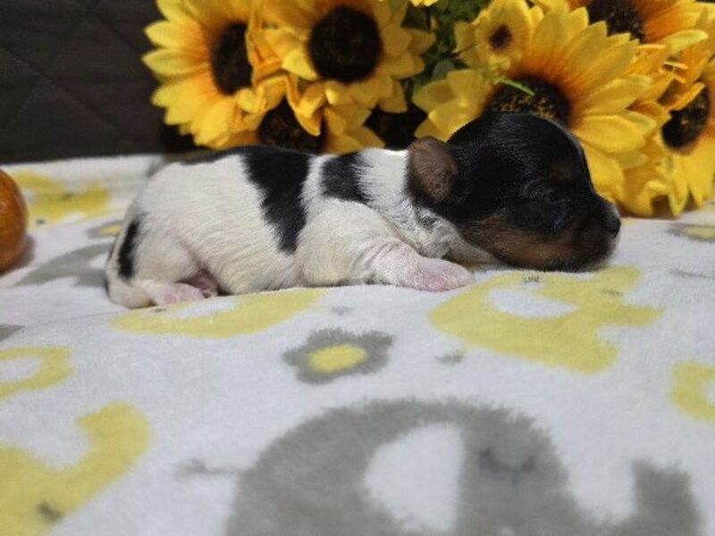 Milo, a black & white Biewer Terriers puppy in Indiana.