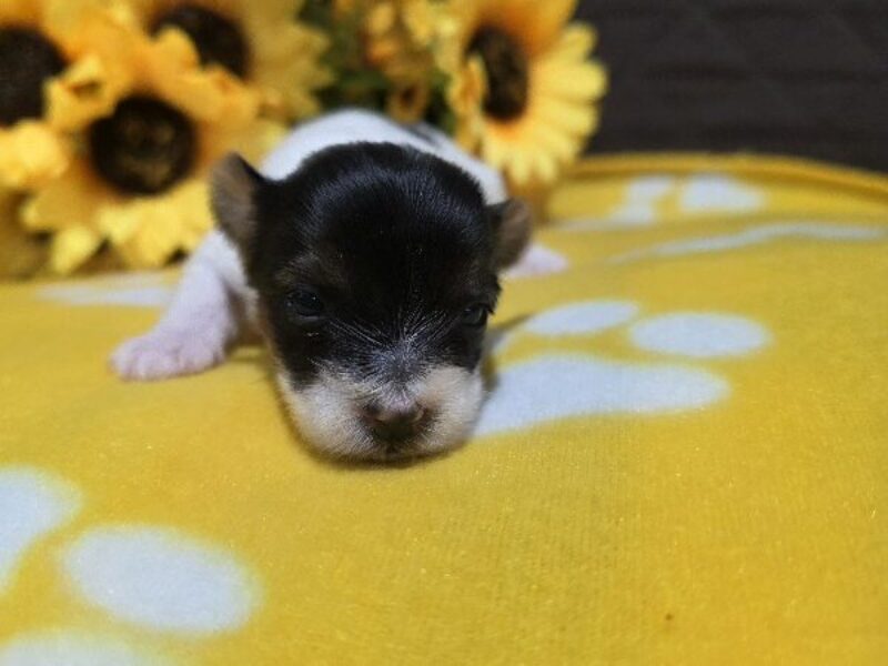 Sunny, a black & white Biewer Terriers puppy in Indiana.