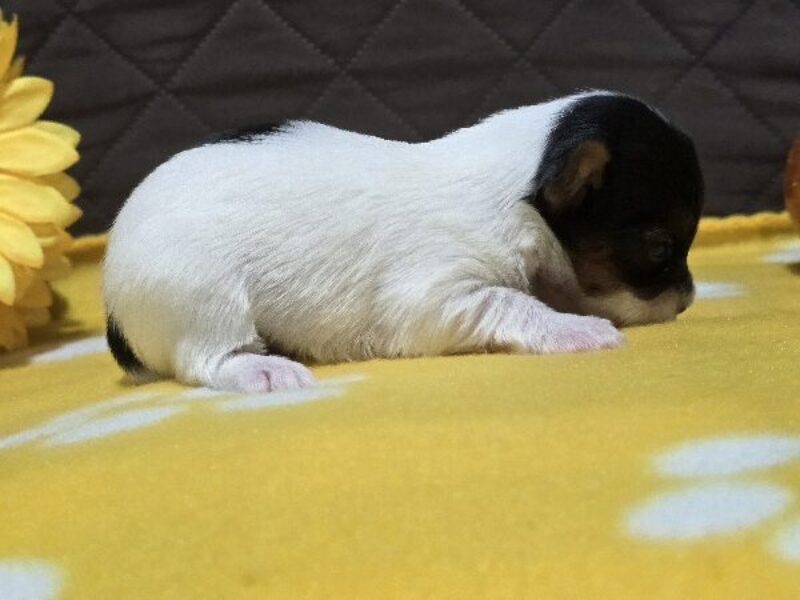Sunny, a black & white Biewer Terriers puppy in Indiana.