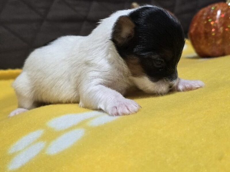 Sunny, a black & white Biewer Terriers puppy in Indiana.
