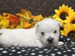 Zayden at Hickory Lane Puppy