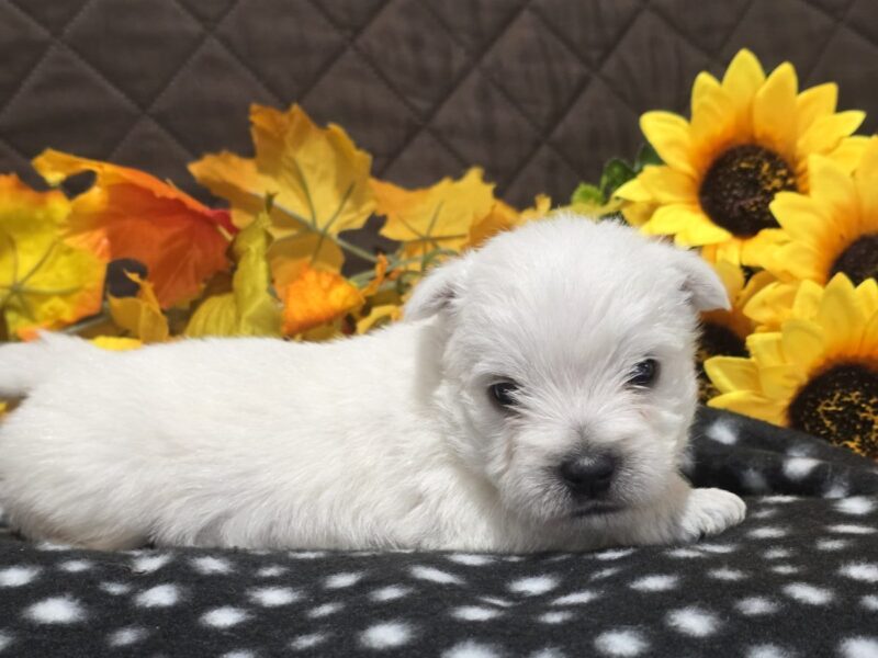Zayden, a white Highland Terriers puppy in Indiana.