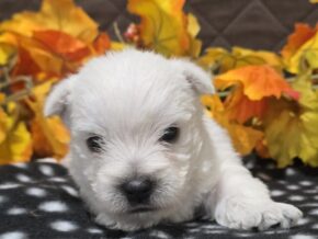 Zayden at Hickory Lane Puppy