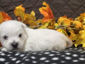 Zayden at Hickory Lane Puppy
