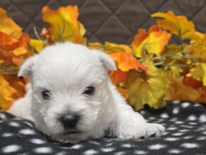 Zayden at Hickory Lane Puppy