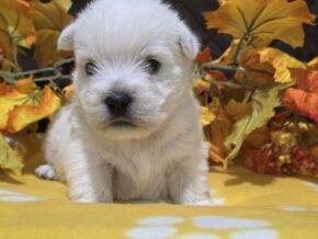 Zoey at Hickory Lane Puppy