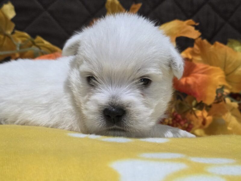 Zoey, a white Highland Terriers puppy in Indiana.