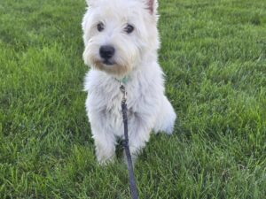 Molly, our West Highland White Terrier dam at Hickory Lane Puppy