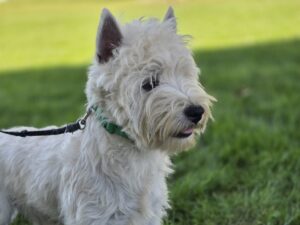 Zachery, our West Highland White Terrier sire at Hickory Lane Puppy